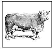 beef / cattle processing butcher | www.rendonmeatsonline.com | www.rendonmeatstx.com